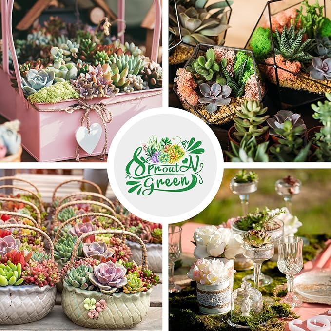 Sprout N Green Live Succulent Plants, 5 Pack Assorted Succulents Potted in 2" Starter Pot with Soil Mix, Rare Small Indoor House Plants for Home Garden Wedding Decor Party Favor DIY Projects