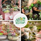 Sprout N Green 200 Live Succulent Plants, 10 Assorted Varieties of Real Succulents Rooted in 2" Pot with Soil, Small Indoor House Plants for Home Garden Wedding Decor Party Favor