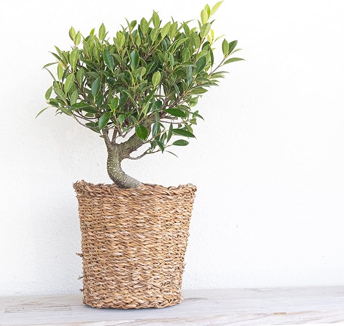 United Nursery Ficus Retusa Bonsai Tree Live Indoor Banyan Fig 8-12 inches Tall in 6 inch Plant Pot, Easy-Care House Plant Air Purifying Tropical Greenery for Zen, Office, and Home Decor