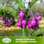 Comfrey Seeds for Planting - Symphytum Officinale Medicinal Perennial Herb for Compost Tea & Natural Skincare - True Slippery Root Non-GMO Heirloom - Survival Garden Seeds (1 Pack)