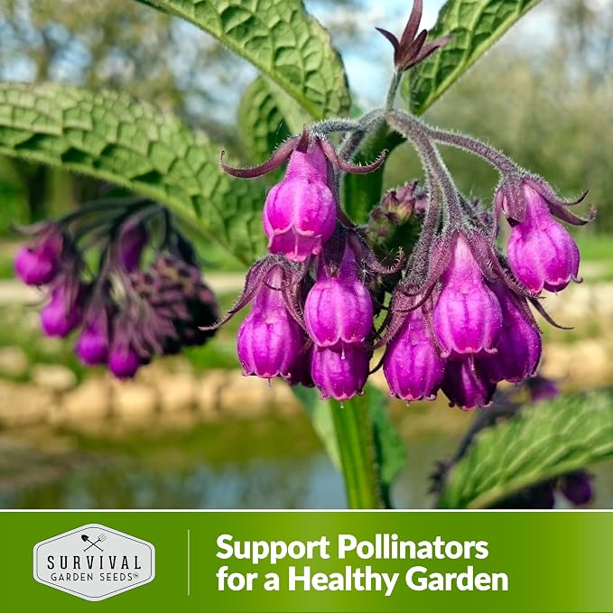 Comfrey Seeds for Planting - Symphytum Officinale Medicinal Perennial Herb for Compost Tea & Natural Skincare - True Slippery Root Non-GMO Heirloom - Survival Garden Seeds (2 Pack)
