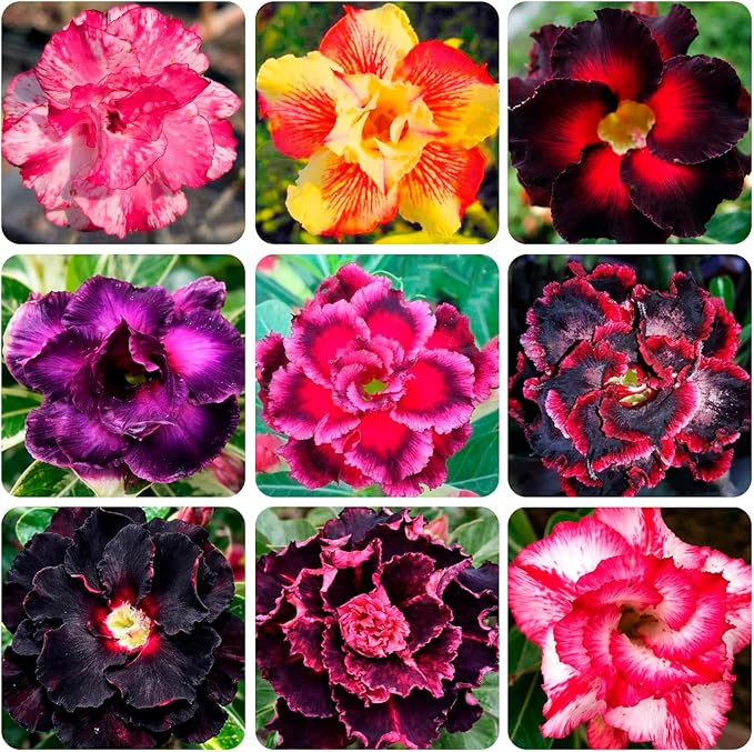 5+ Desert Rose Seeds for Planting Outdoors- Perennial Exotic Tropical Rose Flower Planting Non-GMO Heirloom