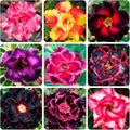 5+ Desert Rose Seeds for Planting Outdoors- Perennial Exotic Tropical Rose Flower Planting Non-GMO Heirloom