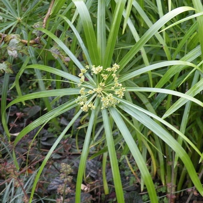 Umbrella Palm, a Great Live Pond Plant for Your Water Garden. Filters The koi and Goldfish Pond. Good for Bogs, Plant Shelf or Shallow Water This marginal Aquatic is a Real Beauty
