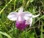 Hawaiian Bamboo Orchid Plant Root - Live Tropical Orchid, Easy Care Indoor Outdoor Flowering Plant with Fragrant Purple Blooms, Hawaii Grown Orchid