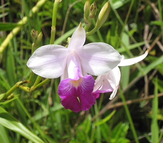 1 Pack Arundina Graminifolia Roots - Bamboo Orchid 2 Roots Each Pack TYR43