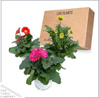Live Gerbera Daisies - Assorted Colors (3 Plants Per Pack) - Beautiful Spring Flowers - 12" Tall by 5" Wide in 1 Qt Pot (Pack of 2)