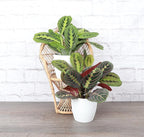 Thorsen's Greenhouse Prayer Plants Set of 2, Maranta leuconeura, Pet Safe, Low Light, Live Indoor Plants, 4" Diameter Plants, Classic Pots (White)