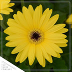 Live Flowering Gerbera Daisies - Yellow (2 Plants Per Pack) - Beautiful Spring Flowers - 12" Tall by 5" Wide in 1 Qt Pot