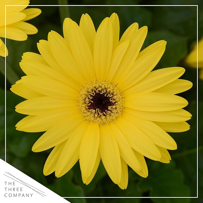 Live Flowering Gerbera Daisies - Yellow (3 Plants Per Pack) - Beautiful Spring Flowers - 12" Tall by 5" Wide in 1 Qt Pot