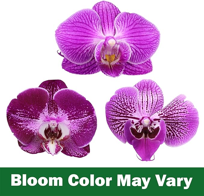 Purple Phalaenopsis Live Orchid Plant Lover Gift & White Orchid Pot, 20-24" Tall, Live Plant Gift, Fresh Orchids Plants Live House Plants, Live Plants Indoor Plants Live Houseplants by Plants for Pets