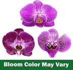 Purple Phalaenopsis Live Orchid Plant Lover Gift & White Orchid Pot, 20-24" Tall, Live Plant Gift, Fresh Orchids Plants Live House Plants, Live Plants Indoor Plants Live Houseplants by Plants for Pets