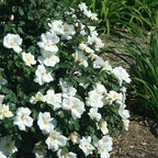 Knock Out 2 Gal. White Rose Shrub