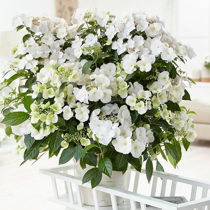 Proven Winners 2 Gal. Fairytrail Bride Hydrangea Shrub