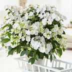 Proven Winners 2 Gal. Fairytrail Bride Hydrangea Shrub