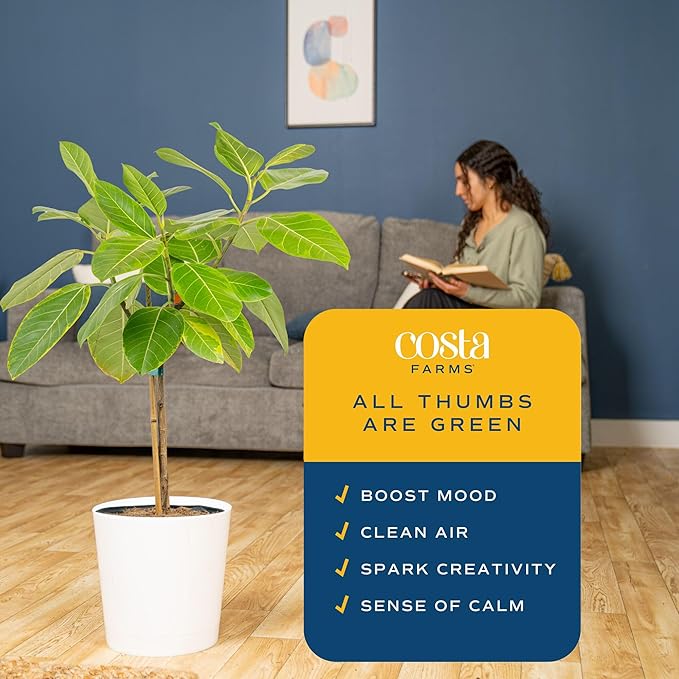 Costa Farms Ficus Tree Assorted Live Plant in Decorative Pot, Large Indoor Houseplant, Perfect for Home, Room, or Office Decor, Great House Warming or Birthday Gift, 3-4 Feet Tall