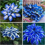 150+ Hostas Seed for Planting Outdoors-Rare Hostas Seeds Perennial Plants-Shaped Hosta Seeds Attract Pollinators Bonsai Decoration for Outdoor Garden