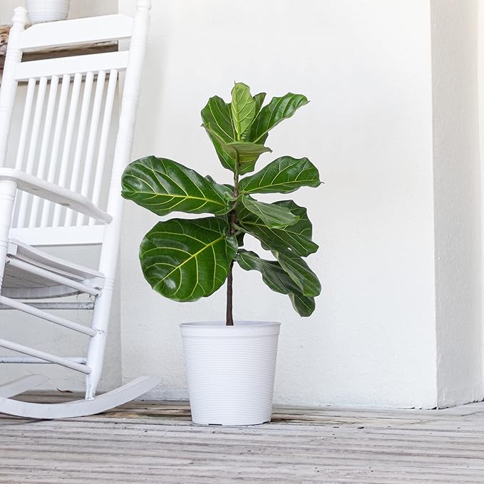 United Nursery Fiddle Leaf Fig Live Plant 24–30 inches Tall in 10 inch Nursery Pot, Indoor House Plant for Bright Home and Office Spaces