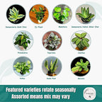 PLANTVERS Set of 4 Assorted Indoor Plants in 4" Grow Pots – Live Houseplants – Easy Care Houseplants - Low Light & Air Purifying Decorative Plants