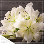 Live Flowering Easter Lily in Deco Cover, 3+ Blooms Per Plant, 12" Tall by 6" Wide in 1.25 Qt Pot