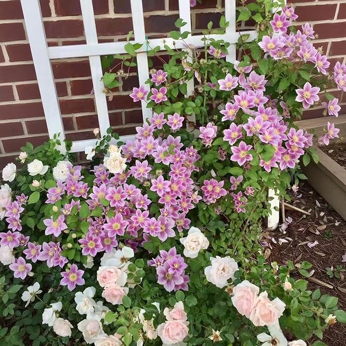 210 Clematis Seeds Mixed Colors Perennial Climbing Vine Flower Seeds for Planting Home Garden Outdoor Yard Floral Decoration
