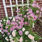 210 Clematis Seeds Mixed Colors Perennial Climbing Vine Flower Seeds for Planting Home Garden Outdoor Yard Floral Decoration