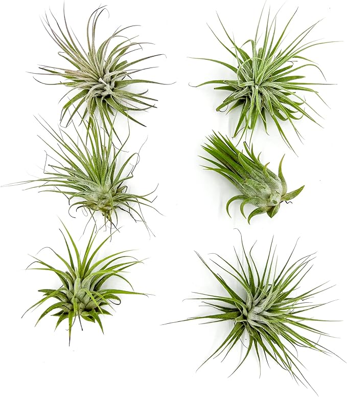 ragnaroc Air Plants - Tillandsia Ionantha Ionantha, Regular 2-3" - 6ct - Live Arrival Gauranteed - House Plants for Home Decor & Gift
