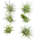 ragnaroc Air Plants - Tillandsia Ionantha Ionantha, Regular 2-3" - 6ct - Live Arrival Gauranteed - House Plants for Home Decor & Gift