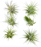 ragnaroc Air Plants - Tillandsia Ionantha Ionantha, Regular 2-3" - 6ct - Live Arrival Gauranteed - House Plants for Home Decor & Gift