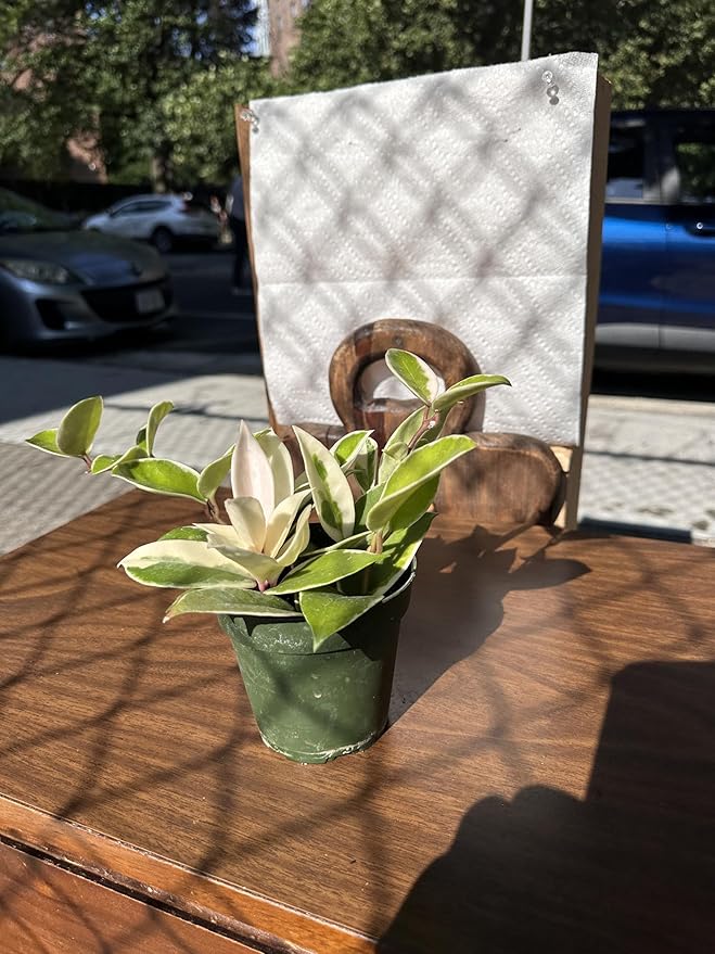 Hoya Carnosa Albo Variegata, 4 Inch Live Indoor Wax Plant, Green and Cream Variegated Leaves, Air Purifying Trailing Houseplant