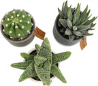 LoLite Cactus & Live Succulent Plants Set (3 Pack), Low Light Houseplants, Easy Plant Gift, Approx. 4-6 in. Tall, Mixed Haworthia, Gasteria & Cacti Varieties, Stylish 2-Tone Ceramic Pots Included