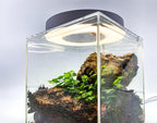Generic Tiny Terrarium Kit with Isopods (6x6 inch) - DIY Starter Kit, BioActive Enclosure, Live Tropical Plants, LED Grow Light, Soil & Drainage, White