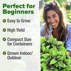 HOME GROWN Thai Basil Seeds Pack - 438 High Germination Heirloom Herb Seeds for Planting,Ideal for Growing Fresh Basil Planting Indoor or Outdoor(Ocimum basilicum VAR.thyrsiflora)