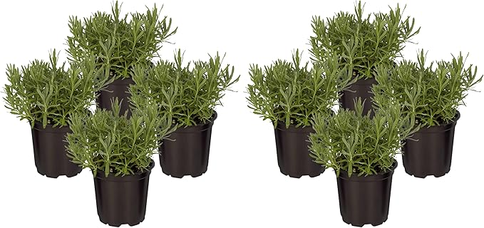 Live Aromatic and Edible Herb - Lavender (4 Per Pack), Natural Sleep Enhancer, 6" Tall by 4" Wide in 1 Pint Pot (Pack of 2)