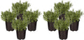 Live Aromatic and Edible Herb - Lavender (4 Per Pack), Natural Sleep Enhancer, 6" Tall by 4" Wide in 1 Pint Pot (Pack of 2)