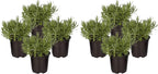 Live Aromatic and Edible Herb - Lavender (4 Per Pack), Natural Sleep Enhancer, 6" Tall by 4" Wide in 1 Pint Pot (Pack of 2)