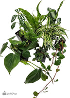 Josh's Frogs Dart Frog Vivarium Bioactive Plant Kits (20 Gallon)