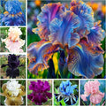 320+ Blooming Iris Flower Seeds for Planting Exotic Perennial Flower Non-GMO Heirloom Seed Beautiful and Colorful Blooms for Your Garden