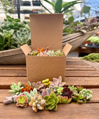 Fat Plants San Diego Miniature Rosette Succulent Cuttings (15)
