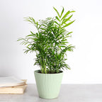 Thorsen's Greenhouse Parlor Palm Plant, Live Indoor Plant, Neanthe Bella Palm, Natural Air Purifier, Easy to Grow, Pet Safe Plant, 6-inch Diameter Pot (Sage (6" Pot))