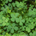 Chalily European Four Leaf Water Clover, a Great Live Pond Plant for Your Water Garden. Filters The koi and Goldfish Pond. Good for Bogs, Plant Shelf or Shallow Water