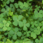 Chalily European Four Leaf Water Clover, a Great Live Pond Plant for Your Water Garden. Filters The koi and Goldfish Pond. Good for Bogs, Plant Shelf or Shallow Water