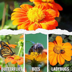 Seed Needs Mexican Sunflower Seeds for Planting Tithonia rotundifolia Flowers - Heirloom & Open Pollinated Annual Flower Seed to Plant an Outdoor Butterfly Garden (2 Packs)