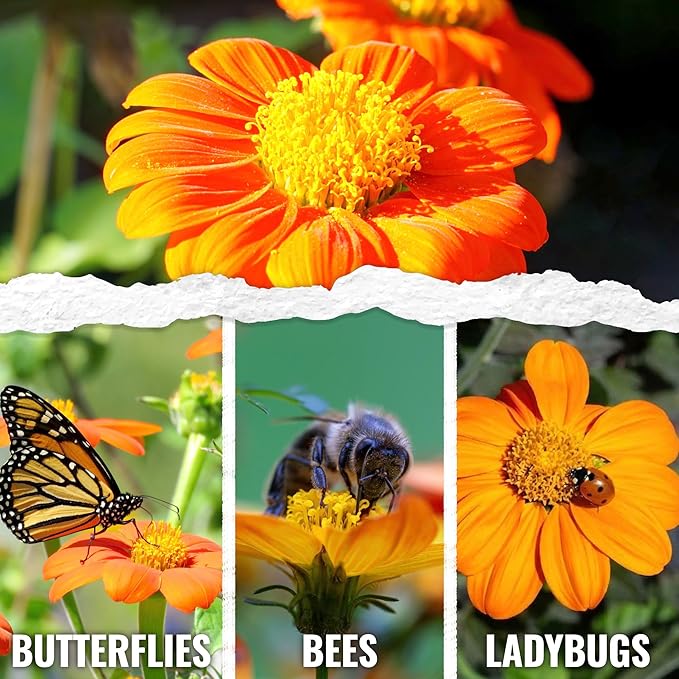 Seed Needs Mexican Sunflower Seeds for Planting Tithonia rotundifolia Flowers - Heirloom & Open Pollinated Annual Flower Seed to Plant an Outdoor Butterfly Garden (5 Packs)