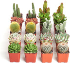 Shop Succulents Premium Live Mini Cactus and Succulent Plants in 2" Pots, Easy Care Indoor or Outdoor Gardening, Terrariums, Favors, & Contemporary Spaces with Hardy, Resilient Varieties, Pack of 40