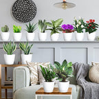 SwinDuck Plant Pots, 12 Pack 6 inch Modern Plastic Planters with Drainage Holes and Saucers for Indoor Outdoor Plants and Flowers, White