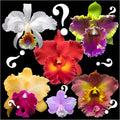 – “Mystery”/no-Name Cattleya Orchids – Huge Variety, Easy to Grow, Big Blooms, Many Fragrant (NOT in-Bud/Bloom When Shipped)
