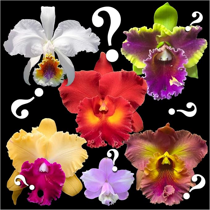 – “Mystery”/no-Name Cattleya Orchids – Huge Variety, Easy to Grow, Big Blooms, Many Fragrant (NOT in-Bud/Bloom When Shipped)
