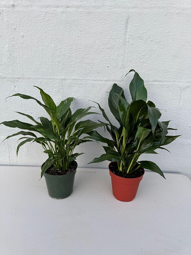 PLANTVERS Peace Lily in a 4” Grow Pot – Live Spathiphyllum – Flowering Air Purifying Plant – Easy Care & Low Maintenance Houseplant – Blooming Gift Plant (Set of 2 Pots Assorted)