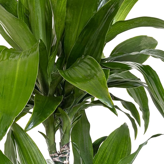 Dracaena Janet Craig Live Plant, 38–42 inches Tall in 10 inch Pot, Low Light Tropical Indoor Tree, Easy Care Air Purifier Plant for Home, Office and Interior Decor by United Nursery
